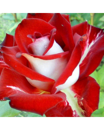 Троянда чайно-гібридна Альянс | Роза чайно-гибридная Альянс | Rose Hybrid Tea and Climbing Alliance