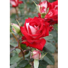 Троянда чайно-гібридна Альянс | Роза чайно-гибридная Альянс | Rose Hybrid Tea and Climbing Alliance
