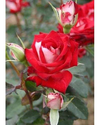 Троянда чайно-гібридна Альянс | Роза чайно-гибридная Альянс | Rose Hybrid Tea and Climbing Alliance