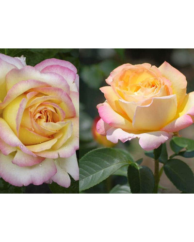 Троянда чайно-гібридна Глорія Дей | Роза чайно-гибридная Глория Дей | Rose Hybrid Tea and Climbing Gloria Dei