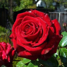 Троянда чайно-гібридна Експлоєр (оксамитово червоний) | Роза чайно-гибридная Эксплорер (бархатно красный) | Тea hybrid rose Explorer