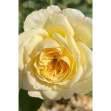 Троянда плетиста Пілігрим жовта | Роза плетистая Пилигрим желтая | Climbing rose Pilgrim yellow