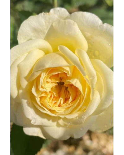 Троянда плетиста Пілігрим жовта | Роза плетистая Пилигрим желтая | Climbing rose Pilgrim yellow