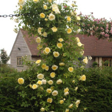 Троянда плетиста Пілігрим жовта | Роза плетистая Пилигрим желтая | Climbing rose Pilgrim yellow