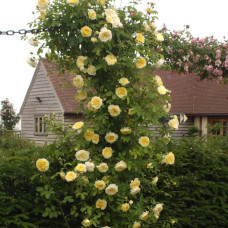 Троянда плетиста Пілігрим жовта | Роза плетистая Пилигрим желтая | Climbing rose Pilgrim yellow