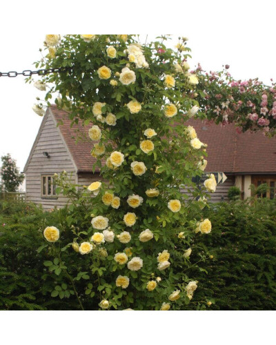 Троянда плетиста Пілігрим жовта | Роза плетистая Пилигрим желтая | Climbing rose Pilgrim yellow