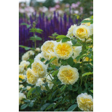 Троянда плетиста Пілігрим жовта | Роза плетистая Пилигрим желтая | Climbing rose Pilgrim yellow