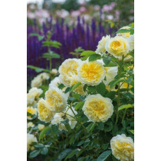 Троянда плетиста Пілігрим жовта | Роза плетистая Пилигрим желтая | Climbing rose Pilgrim yellow