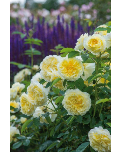 Троянда плетиста Пілігрим жовта | Роза плетистая Пилигрим желтая | Climbing rose Pilgrim yellow