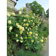 Троянда плетиста Пілігрим жовта | Роза плетистая Пилигрим желтая | Climbing rose Pilgrim yellow
