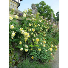Троянда плетиста Пілігрим жовта | Роза плетистая Пилигрим желтая | Climbing rose Pilgrim yellow