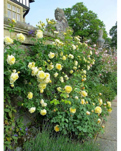 Троянда плетиста Пілігрим жовта | Роза плетистая Пилигрим желтая | Climbing rose Pilgrim yellow