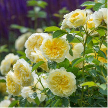 Троянда плетиста Пілігрим жовта | Роза плетистая Пилигрим желтая | Climbing rose Pilgrim yellow