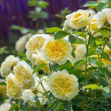 Троянда плетиста Пілігрим жовта | Роза плетистая Пилигрим желтая | Climbing rose Pilgrim yellow