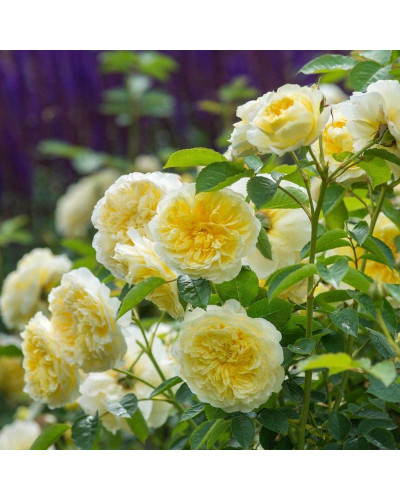 Троянда плетиста Пілігрим жовта | Роза плетистая Пилигрим желтая | Climbing rose Pilgrim yellow
