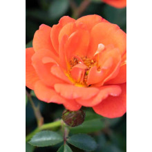 Троянда Мініатюр Оранж | Роза Миниатюр Оранж | Rosa Miniature Orange