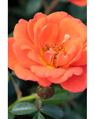 Троянда Мініатюр Оранж | Роза Миниатюр Оранж | Rosa Miniature Orange