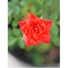 Троянда Мініатюр Оранж | Роза Миниатюр Оранж | Rosa Miniature Orange