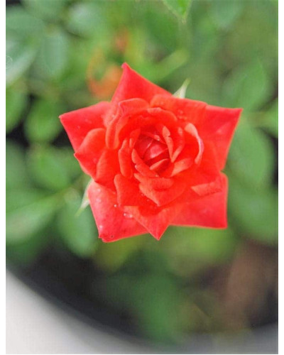 Троянда Мініатюр Оранж | Роза Миниатюр Оранж | Rosa Miniature Orange