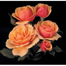 Троянда Мініатюр Оранж | Роза Миниатюр Оранж | Rosa Miniature Orange
