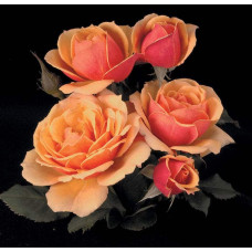 Троянда Мініатюр Оранж | Роза Миниатюр Оранж | Rosa Miniature Orange