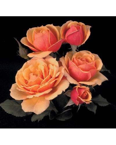Троянда Мініатюр Оранж | Роза Миниатюр Оранж | Rosa Miniature Orange