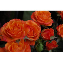 Троянда Мініатюр Оранж | Роза Миниатюр Оранж | Rosa Miniature Orange