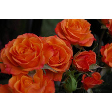 Троянда Мініатюр Оранж | Роза Миниатюр Оранж | Rosa Miniature Orange