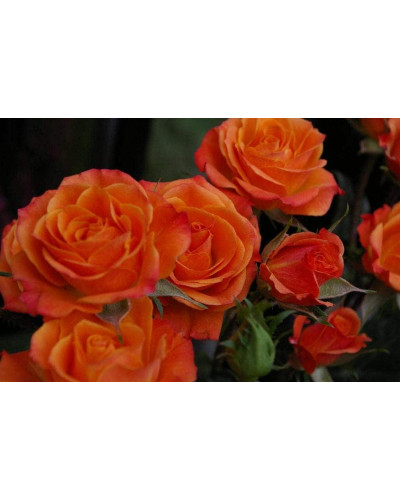 Троянда Мініатюр Оранж | Роза Миниатюр Оранж | Rosa Miniature Orange