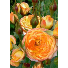 Троянда Мініатюр Оранж | Роза Миниатюр Оранж | Rosa Miniature Orange