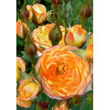 Троянда Мініатюр Оранж | Роза Миниатюр Оранж | Rosa Miniature Orange