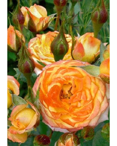 Троянда Мініатюр Оранж | Роза Миниатюр Оранж | Rosa Miniature Orange