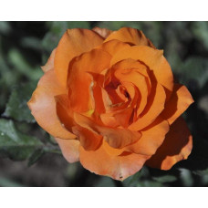 Троянда Мініатюр Оранж | Роза Миниатюр Оранж | Rosa Miniature Orange