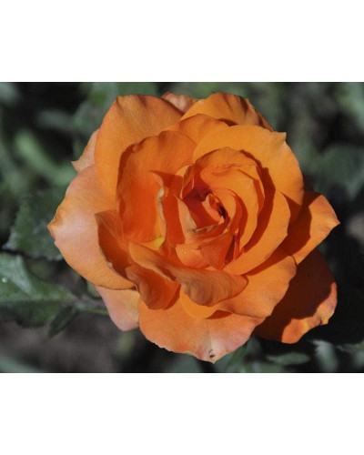 Троянда Мініатюр Оранж | Роза Миниатюр Оранж | Rosa Miniature Orange
