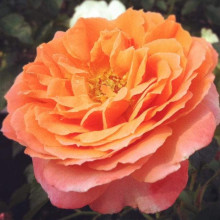 Троянда Мініатюр Оранж | Роза Миниатюр Оранж | Rosa Miniature Orange