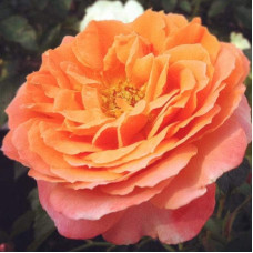 Троянда Мініатюр Оранж | Роза Миниатюр Оранж | Rosa Miniature Orange