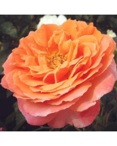 Троянда Мініатюр Оранж | Роза Миниатюр Оранж | Rosa Miniature Orange