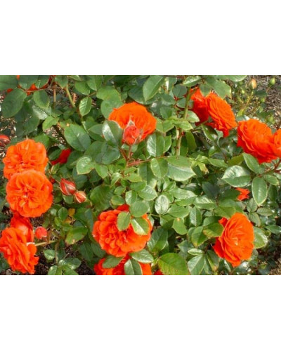 Троянда Мініатюр Оранж | Роза Миниатюр Оранж | Rosa Miniature Orange