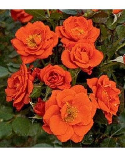 Троянда Мініатюр Оранж | Роза Миниатюр Оранж | Rosa Miniature Orange