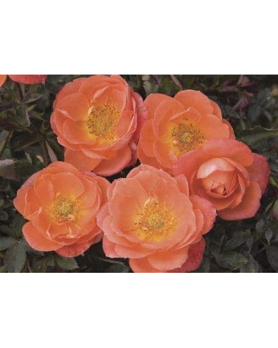 Троянда Мініатюр Оранж | Роза Миниатюр Оранж | Rosa Miniature Orange