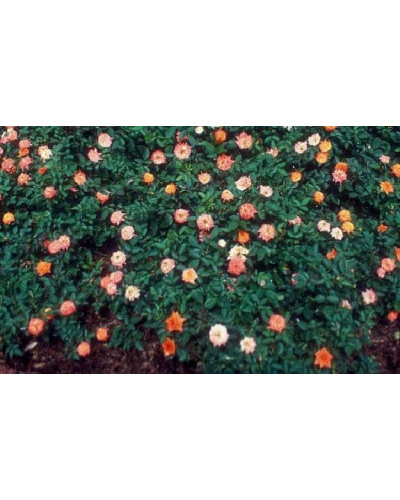Троянда Мініатюр Оранж | Роза Миниатюр Оранж | Rosa Miniature Orange