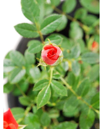 Троянда Мініатюр Оранж | Роза Миниатюр Оранж | Rosa Miniature Orange