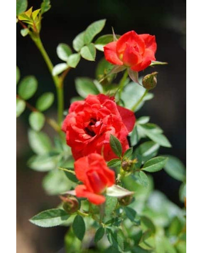 Троянда Мініатюр Оранж | Роза Миниатюр Оранж | Rosa Miniature Orange