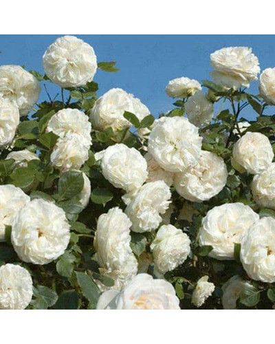 Троянда витка Шнеевальцер | Роза плетистая Шнеевальцер | Rose climber Schneewalzer