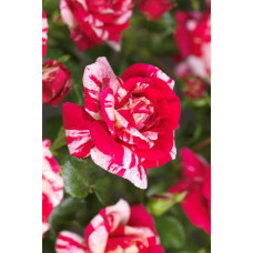 Троянда плетиста Твіст (біло-малинова) | Rosa climber Twist (white-pink) | Роза плетистая Твист (бело-малиновая)