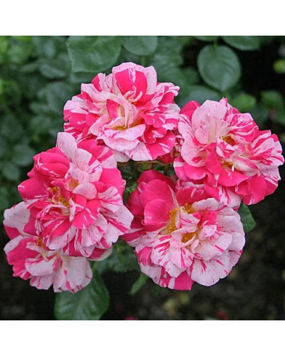 Троянда плетиста Твіст (біло-малинова) | Rosa climber Twist (white-pink) | Роза плетистая Твист (бело-малиновая)