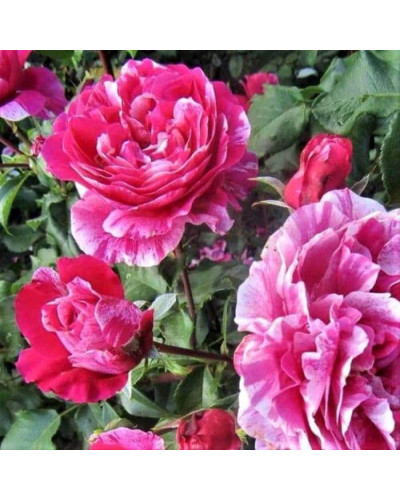 Троянда плетиста Твіст (біло-малинова) | Rosa climber Twist (white-pink) | Роза плетистая Твист (бело-малиновая)