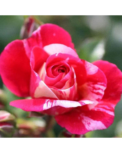 Троянда плетиста Твіст (біло-малинова) | Rosa climber Twist (white-pink) | Роза плетистая Твист (бело-малиновая)
