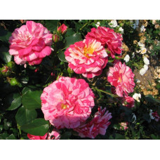 Троянда плетиста Твіст (біло-малинова) | Rosa climber Twist (white-pink) | Роза плетистая Твист (бело-малиновая)