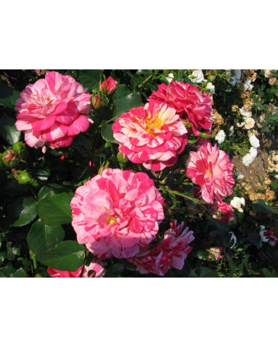 Троянда плетиста Твіст (біло-малинова) | Rosa climber Twist (white-pink) | Роза плетистая Твист (бело-малиновая)